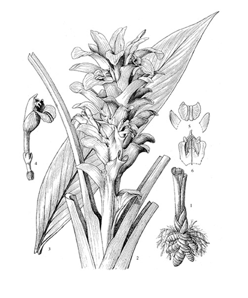 Natural compounds from  Curcuma longa